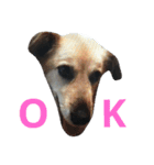 おしゃべり犬ピーコちゃん（個別スタンプ：9）