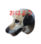 おしゃべり犬ピーコちゃん（個別スタンプ：11）