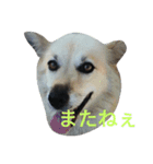 おしゃべり犬ピーコちゃん（個別スタンプ：12）