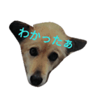 おしゃべり犬ピーコちゃん（個別スタンプ：13）