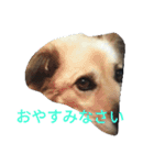 おしゃべり犬ピーコちゃん（個別スタンプ：15）