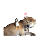 コロ助しゃん（個別スタンプ：1）