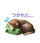 コロ助しゃん（個別スタンプ：10）