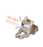 コロ助しゃん（個別スタンプ：21）