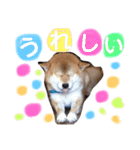 コロ助しゃん（個別スタンプ：36）