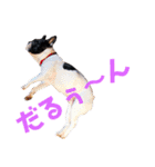 フレンチブルドッグぷんちゃんの毎日（個別スタンプ：1）