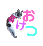 フレンチブルドッグぷんちゃんの毎日（個別スタンプ：8）