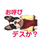 フレンチブルドッグぷんちゃんの毎日（個別スタンプ：16）