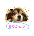 ミックス犬チョコのデカ文字日常（個別スタンプ：1）