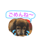 ミックス犬チョコのデカ文字日常（個別スタンプ：2）