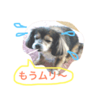ミックス犬チョコのデカ文字日常（個別スタンプ：3）