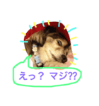 ミックス犬チョコのデカ文字日常（個別スタンプ：5）