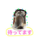 ミックス犬チョコのデカ文字日常（個別スタンプ：8）