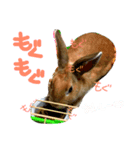 お留守番MIMIᒼᑋªⁿ♥︎（個別スタンプ：6）