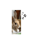 お留守番MIMIᒼᑋªⁿ♥︎（個別スタンプ：8）