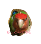 ぴいとろ 1（個別スタンプ：5）
