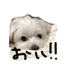 Maotacho 2（個別スタンプ：10）