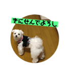 Maotacho 2（個別スタンプ：12）