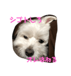 Maotacho 2（個別スタンプ：14）