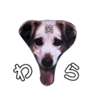 おしゃべり犬ピーコちゃん 一言Vr（個別スタンプ：1）