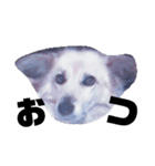 おしゃべり犬ピーコちゃん 一言Vr（個別スタンプ：4）