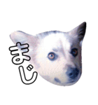 おしゃべり犬ピーコちゃん 一言Vr（個別スタンプ：5）