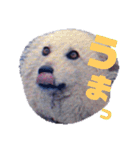 おしゃべり犬ピーコちゃん 一言Vr（個別スタンプ：6）
