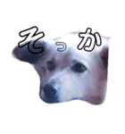 おしゃべり犬ピーコちゃん 一言Vr（個別スタンプ：7）
