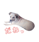 おしゃべり犬ピーコちゃん 一言Vr（個別スタンプ：8）