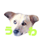 おしゃべり犬ピーコちゃん 一言Vr（個別スタンプ：9）