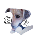 おしゃべり犬ピーコちゃん 一言Vr（個別スタンプ：10）
