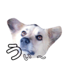 おしゃべり犬ピーコちゃん 一言Vr（個別スタンプ：12）