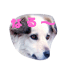 おしゃべり犬ピーコちゃん 一言Vr（個別スタンプ：15）