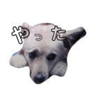 おしゃべり犬ピーコちゃん 一言Vr（個別スタンプ：17）