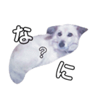 おしゃべり犬ピーコちゃん 一言Vr（個別スタンプ：18）