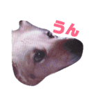 おしゃべり犬ピーコちゃん 一言Vr（個別スタンプ：19）