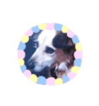 おしゃべり犬ピーコちゃん 一言Vr（個別スタンプ：20）