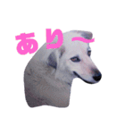 おしゃべり犬ピーコちゃん 一言Vr（個別スタンプ：22）