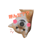 柴犬お豆（個別スタンプ：1）