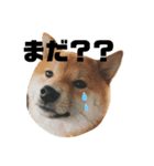 柴犬お豆（個別スタンプ：2）