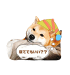 柴犬お豆（個別スタンプ：3）