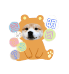 柴犬お豆（個別スタンプ：4）
