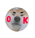 柴犬お豆（個別スタンプ：5）