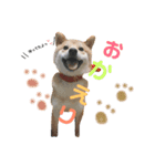 柴犬お豆（個別スタンプ：6）