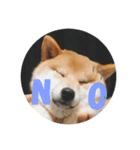 柴犬お豆（個別スタンプ：7）