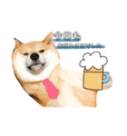 柴犬お豆（個別スタンプ：8）