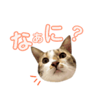 ねこすた・きじしろ猫バージョン（個別スタンプ：1）