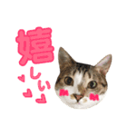 ねこすた・きじしろ猫バージョン（個別スタンプ：2）