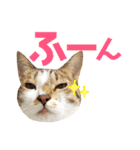ねこすた・きじしろ猫バージョン（個別スタンプ：3）