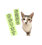 ねこすた・きじしろ猫バージョン（個別スタンプ：4）